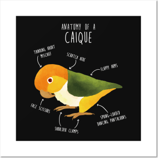 Anatomy of a White-Bellied Caique Posters and Art